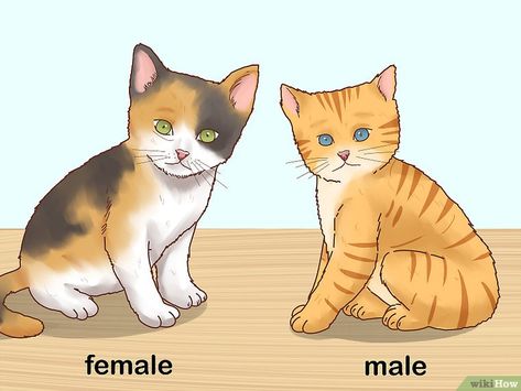 Cat Gender, Soothing Images, Black Jokes, Newborn Kittens, Boy Cat, Old Cats, All About Cats, Cat Pin, Girls Best Friend