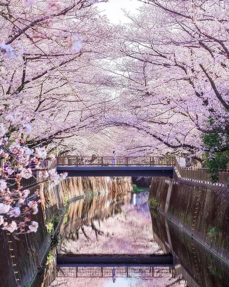 One of the best places in all of Tokyo to see the beautiful sakura is the Meguro River Cherry Blossoms Promenade. This several kilometers long promenade is truly a must see place if you come to Tokyo during the cherry blossom season.⁣⁣ 📷 ak._.s2⁣⁣ Meguro River, Front Walkway Landscaping, Hydrangea Landscaping, Mountain Trees, Walkway Landscaping, Forest Scenery, Nature Tees, Beautiful Landscape Photography, Landscape Mountain