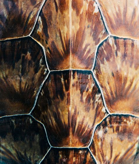 Sea Turtle Artwork, Sea Turtle Shell, Animal Close Up, Shell Drawing, Ocean Projects, Turtle Images, Native Artwork, Sea Life Art, Turtle Pattern