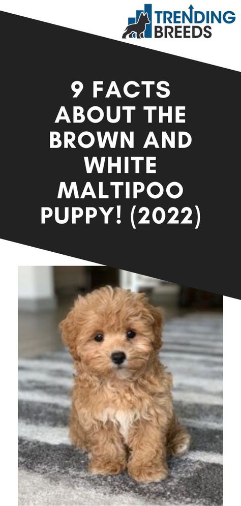 Malti Poo Puppies, Maltipoo Puppy Brown, Maltipoo Puppy White, Teacup Maltipoo Full Grown, Toy Maltipoo Full Grown, Maltipoo Puppies For Sale Near Me, Chocolate Maltipoo, Maltipoo Puppy Haircuts, Malshipoo Puppies