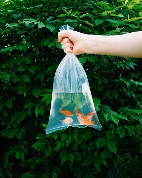 Vsco Journal, Vsco Photography, Vsco Cam, Goldfish, Aesthetic Photography, Animals Friends, Beautiful Creatures, Picture Perfect, No. 2