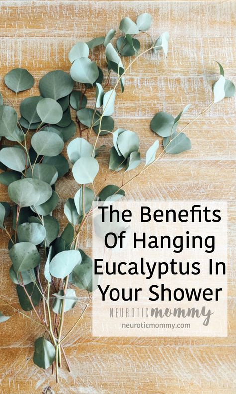 The Benefits Of Hanging Eucalyptus In Your Shower - NeuroticMommy Grow Eucalyptus, Hanging Eucalyptus, Plant Benefits, Feuille Eucalyptus, Fresh Eucalyptus, Dried Eucalyptus, Bathroom Plants, Sensory Experience, Bathroom Spa