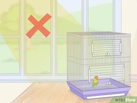 How to House Lovebirds: 13 Steps (with Pictures) - wikiHow Pet Lovebirds Cage Ideas, Flight Cage, Bird In A Cage, Pet Bird Cage, Bird Aviary, African Grey Parrot, The Cage, African Grey, Baby Bird