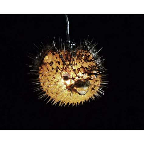 5-6 Hanging Light Puffer Fish Real Blowfish Lamp Taxidermy Animal... ($44) ❤ liked on Polyvore featuring home, lighting, ceiling lights, dark olive, home & living, skull light, colored lanterns, clip lights, fish lamp and colored pendant lights Fish Lighting, Porcupine Fish, Fish Lanterns, Lamps Design, Fish Lamp, Skull Light, Tiki Decor, Clip Lights, Puffer Fish