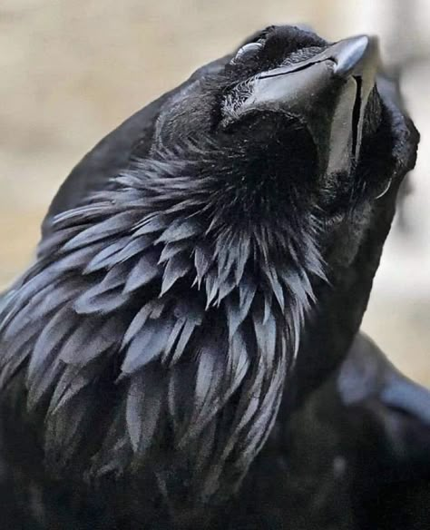 Raven Creature, Raven Cawing, Raven Animal, Raven Looking Down, Raven Spirit Animal, Raven Totem, Raven Aesthetic Bird Dark, Raven Bird, Dark Wings