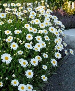 Daisy Growing, Shasta Daisy, Shasta Daisies, Flower Garden Design, Front Landscaping, Cut Flower Garden, Pollinator Garden, Hardy Plants, Garden Boxes