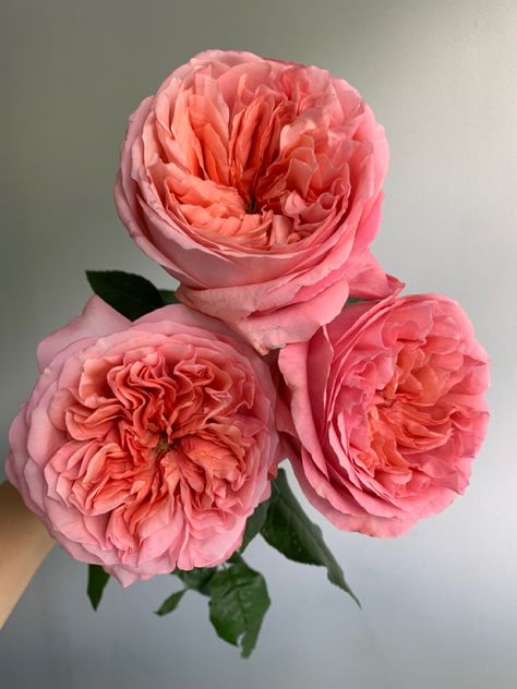 These awesome and long lasting pink garden roses have touches of coral in their center. Pink Xpression Roses, Pink Garden Rose Bouquet, Pink Garden Rose, Best Flower Wallpaper, Coral Roses, Coral Flower, Coral Rose, Boquette Flowers, Camellia Flower