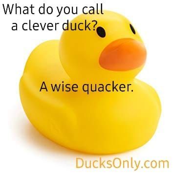 Duck Jokes, Duck Puns, Duck Memes, Funny Lockscreen, Bathroom Themes, Silly Images, Rubber Ducky, Wish You Are Here, Wholesome Memes