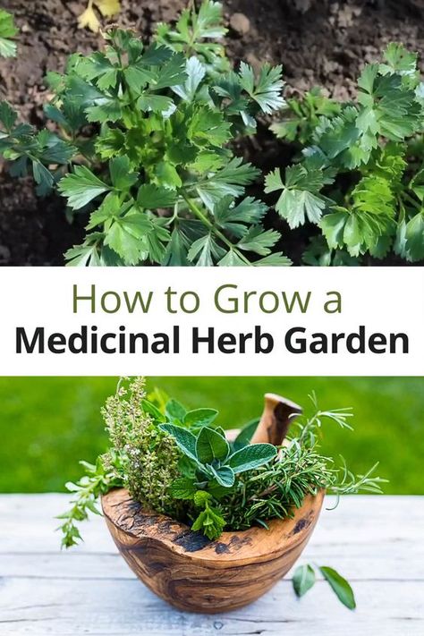 Garden Diy Hacks, Backyard Gardens, Medicinal Herbs Garden, Diy Herb Garden, Medical Herbs, Survival Gardening, Meteor Garden 2018, Indoor Herb Garden, Herbs Indoors