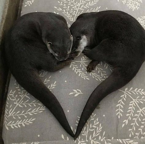 In Otter News.... on Twitter: "Otter love 💘… " Otters In Love, Otter Cute, Otter Man, Harry Otter, Otters Cute, Otter Pops, Otter Love, Baby Otters, Cute Small Animals