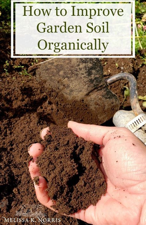 Homestead Projects, House Gardening, Modern Homestead, Healthy Soil, Shtf Preparedness, Container Planting, Plant Tips, Organic Diet, Desert Landscapes