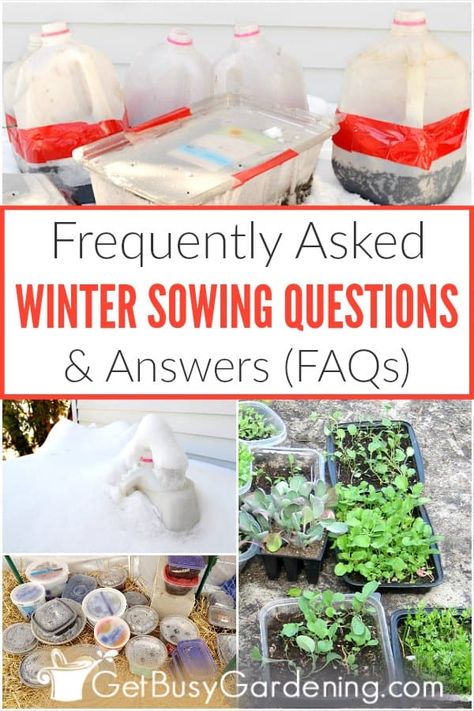 Winter Sowing, Gardening Seeds, Winter Greenhouse, Winter Vegetables Gardening, Winter Gardening, Seed Saving, Mini Greenhouse, Greenhouse Gardening, Garden Care