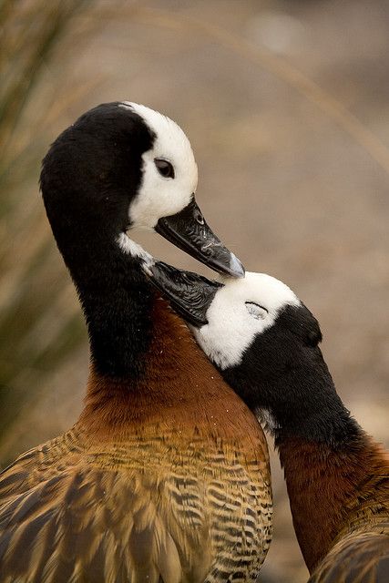 Duck Pictures, Regnul Animal, Nosara, Baby Ducks, Pretty Birds, Bird Watching, 귀여운 동물, Bird Feathers, Animals Friends