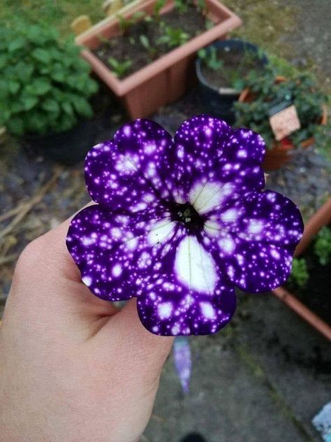 The Night Sky Petunia is a flower that looks like it's covered in stars. Night Sky Petunia, Plant Night, Galaxy Flowers, Petunia Flower, Purple Petunias, Fall Planters, Flower Patch, Cherry Blossom Tree, Yellow Sunflower