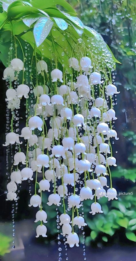 Drooping Flowers, Pretty Flowers Pictures, Gubahan Bunga, Strange Flowers, Corak Bunga, Lily Of The Valley Flowers, Valley Flowers, Nothing But Flowers, Pretty Landscapes