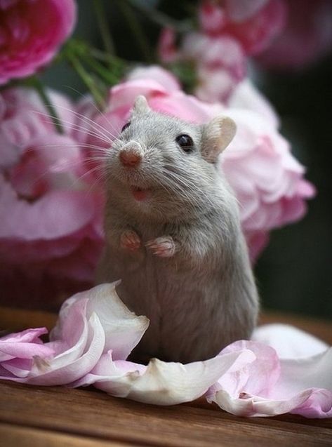 Gerbil, Haiwan Peliharaan, Little Critter, Cute Mouse, Cute Animal Pictures, Hamsters, Cute Creatures, Sweet Animals, 귀여운 동물