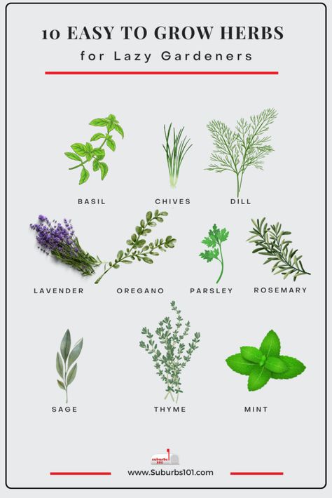 10 Easiest Herbs to Grow in Your Garden (Lazy Gardener) Easiest Herbs To Grow Indoors, Easiest Herbs To Grow, Growing Irises, Best Herbs To Grow, Easy Herbs To Grow, Herbs To Grow, Growing Herbs Indoors, Growing Mint, Rosemary Plant