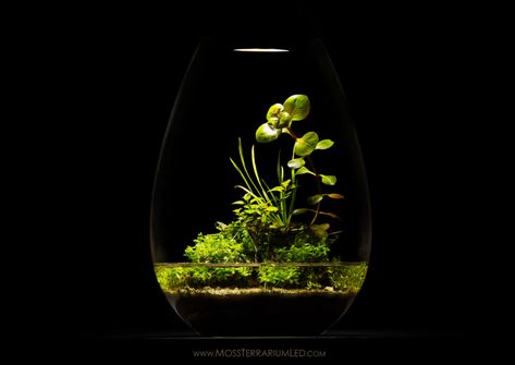 Wabi Kusa Dish Garden – Another World Terraria Another Green World, Wabi Kusa, Aquascape Design, Dish Garden, Moss Terrarium, Bottle Garden, Garden Terrarium, Terraria, Terrarium Plants