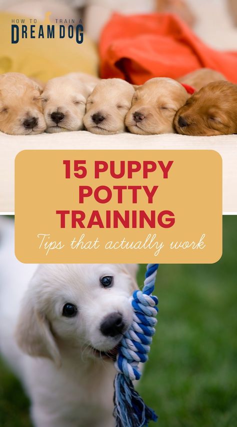 Struggling with potty training your puppy? These 15 tips are proven to work and make the process smoother. Follow these guidelines to help your puppy learn where to go, and avoid accidents in the house. Pug Training, Puppy Potty Training Tips, Puppy Potty Training, Starting Potty Training, House Training Puppies, Dog Behavior Problems, Dog Potty Training, Potty Train, Potty Training Tips