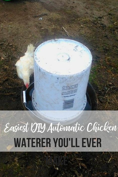 This is so simple! You can make this DIY automatic chicken waterer at home! It's such an easy DIY project for backyard chicken owners. Chicken Watering System, Chicken Waterer Diy, Chicken Water Feeder, Chicken Feeder Diy, Urban Chicken Farming, Chicken Waterer, Chicken Owner, Chicken Feeders, Urban Chickens