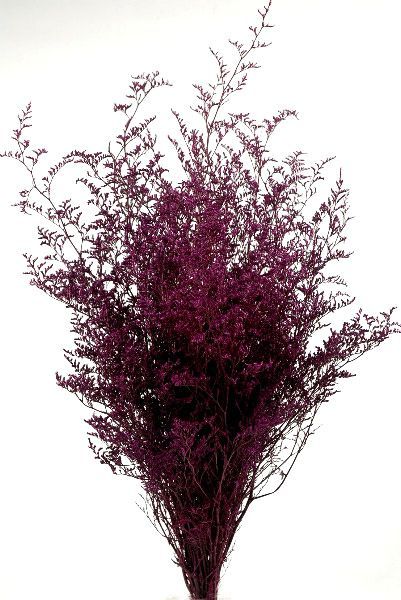 Preserved Dyed Caspia 8 oz.Merlot Plum Cottage, Centerpiece Filler, Mode Monochrome, Coral Pantone, Burgundy Aesthetic, Bouquet Succulent, Blue Photography, Bridesmaid Bouquets, Shades Of Burgundy