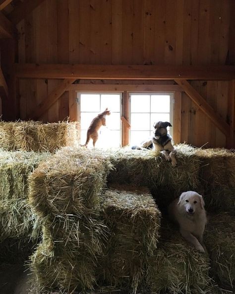 Farm Lifestyle, Future Farms, Hay Bales, Country Lifestyle, Ranch Life, Farms Living, A Barn, Country Farm, The Barn