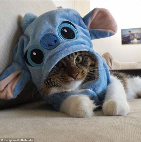 Söt Katt, Image Chat, Kitten Rescue, Cute Stitch, Little Kittens, Disney Stitch, Cute Animal Photos, Cat Care