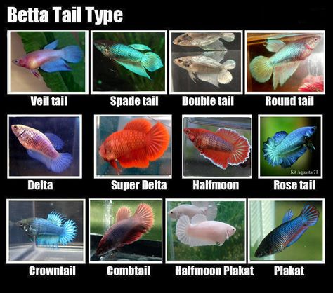 Female Betta Tail Types Betta Fish Breeds, Female Betta Tank, Female Beta Fish Sorority, Beta Fish Types, Female Betta Fish Sorority, Female Beta Fish, Betta Sorority Tanks, Betta Sorority, Tail Types