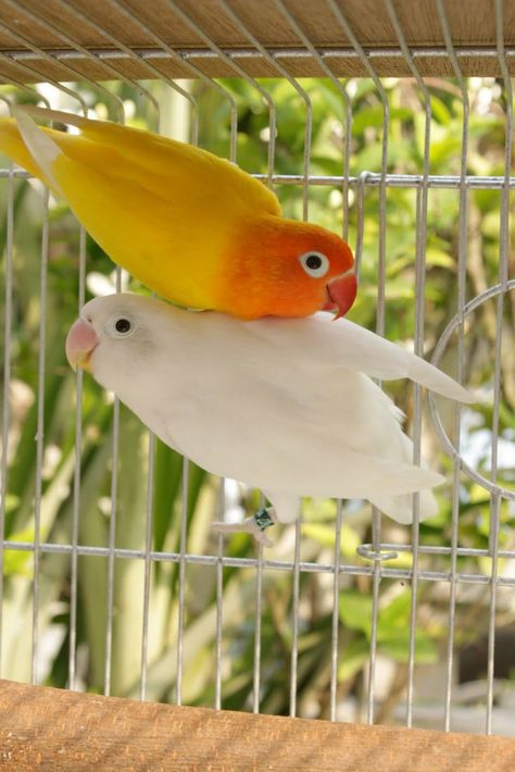 Burung Beo, Love Birds Pet, African Lovebirds, Bird Breeds, Animals Painting, Bird Aviary, Funny Parrots, Most Beautiful Birds, Parrot Bird