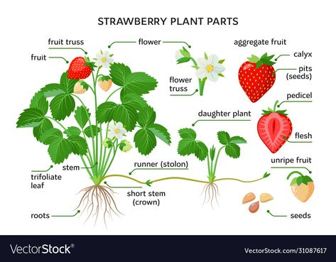 Growing Strawberries In Containers, Strawberry Varieties, Strawberry Drawing, Food Forest Garden, Alpine Strawberries, Plant Parts, Strawberry Plant, Strawberry Leaves, Strawberry Garden