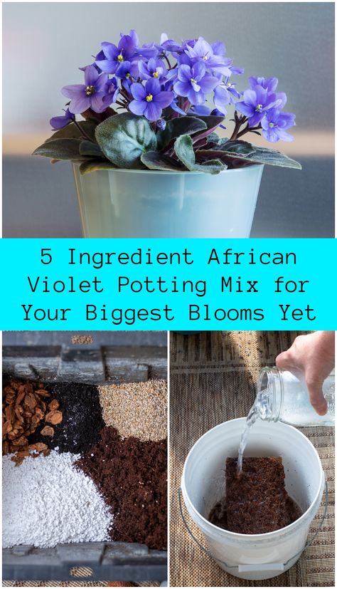 5 Ingredient African Violet Potting Mix for Your Biggest Blooms Yet Indoor African Violets, African Violet Display Ideas, Growing African Violets Indoors, Trailing African Violets, African Violet Display, African Violets Propagation, Inside Flowers, Houseplant Tips, African Violet Care