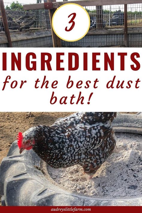 Dusting Bath For Chickens, How To Make Dust Bath For Chickens, Dust Bath Chickens, Tire Dust Bath For Chickens, Quail Dust Bath Ideas, Best Dust Bath For Chickens, Dirt Bath Chickens, Diy Chicken Dirt Bath, Chicken Dusting Box Ideas