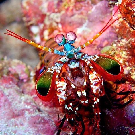 Langosta Mantis by misticgeo Peacock Mantis Shrimp, Mantis Religiosa, Mantis Shrimp, Beautiful Sea Creatures, Underwater Creatures, Underwater Life, Haruki Murakami, Crustaceans, Colorful Animals