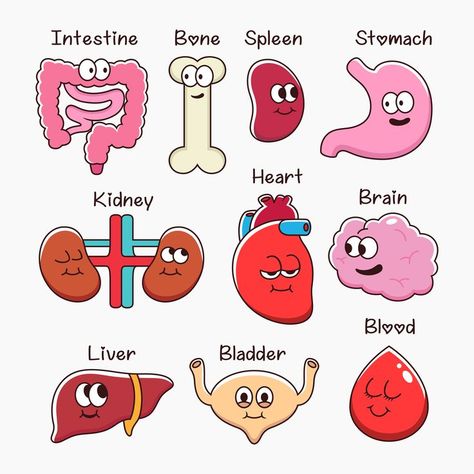 anatomical, anatomy, art, biological, biology, blood, body, bone, brain, care, cartoon, collection, color, design, digestive, education, element, health, healthy, heart, human, icon, icons, illustration, internal, intestine, isolated, kidney, liver, lung, lungs, male, man, medical, medicine, mouth, object, organ, organs, pancreas, physiology, science, set, sign, spleen, stomach, style, symbol, system, vector Organ Doodles, Doodle Anatomy, Anatomy Doodles, Science Lab Decorations, Anatomy Design, Sistem Pencernaan, Doctor Stickers, Human Organs, Medical Stickers