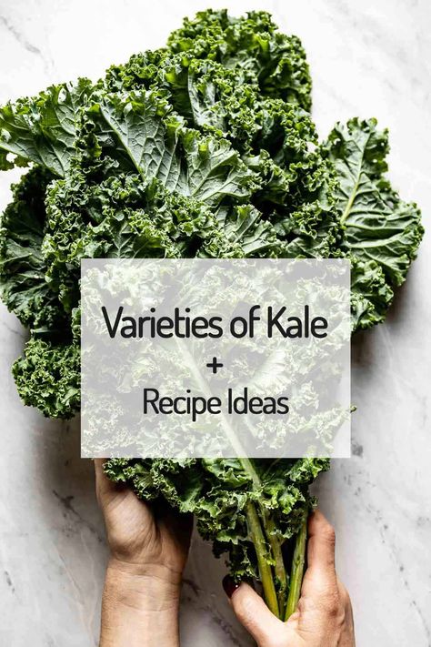 Different Types Of Kale, Red Kale Recipes, Purple Kale Recipes, How To Store Kale, Cooked Kale Recipes, Health Benefits Of Kale, Benefits Of Kale, Kale Avocado Salad, Types Of Kale