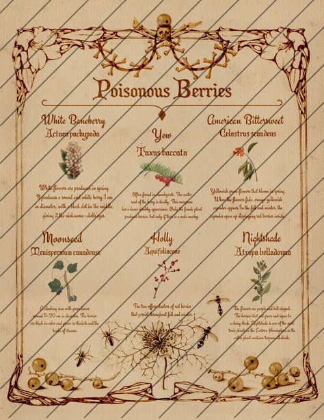 Witch Houses, Poisonous Berries, Herb Magick, Deadly Plants, Poison Garden, Book Of Shadows Pages, Poisonous Mushrooms, Grimoire Pages, Wiccan Magic