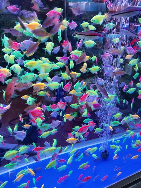 Neon Fish Tank, Glow Fish Tank, Aquatic Ambience, Glow In The Dark Fish, Fish Tank Aesthetic, Neon Sweet 16, Neon Tetra Fish, Glowing Fish, Neon Fish