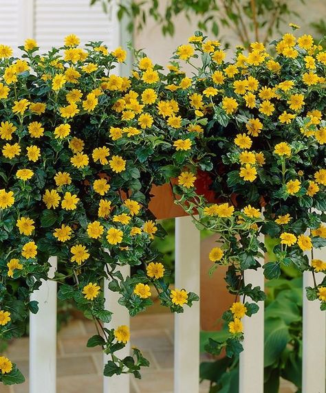 32 Appealing Cascading Flowers for Window Boxes | Balcony Garden Web Balcony Flower Box, Window Box Plants, Trailing Flowers, Window Box Garden, Porch Flowers, Cascading Flowers, Balcony Flowers, Window Box Flowers, Container Gardening Flowers