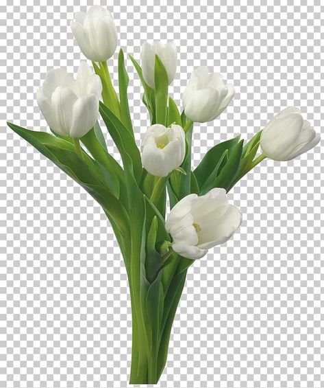 Tulips Png Icon, Tulips Png Aesthetic, Viel Png Flowers, Tulip Png Aesthetic, Transparent Flowers Png, White Tulips Png, Tulip Flowers Png, Flower Png Aesthetic, Banquet Flower