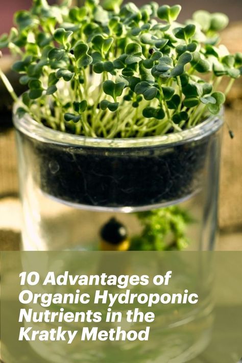 Interested in organic hydroponic nutrients for the Kratky method?

There are many benefits to using organic nutrients in your Kratky hydroponic garden. In this blog post, we will discuss some of the top reasons why you should make the switch! 

To learn more about the benefits of organic hydroponic nutrients and how to get started, click here. Kratky Method, Hydroponic Nutrients, Hydroponic Garden, Hydroponic Gardening, The Switch, Hydroponics, Celery, To Grow, Blog Post