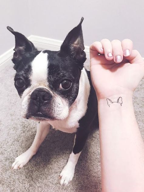 The 24 Amazing Dog Tattoos Any Boston Terrier Lover Will Love | The Dogman Boston Terrier Tattoo Outline Ears, Horse Ears Tattoo, Frenchie Ears Tattoo, French Bulldog Ears Tattoo, Frenchie Tattoos, Boston Terrier Tattoo, French Bulldog Tattoo, Bulldog Tattoo, Horse Ears