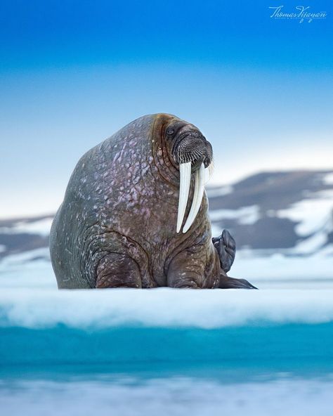 Walrus Photography, Animal Love, Animal References, Animal Drawing, Reverse Image Search, Animal Photos, Sea Lion, Nature Images, Big Boy