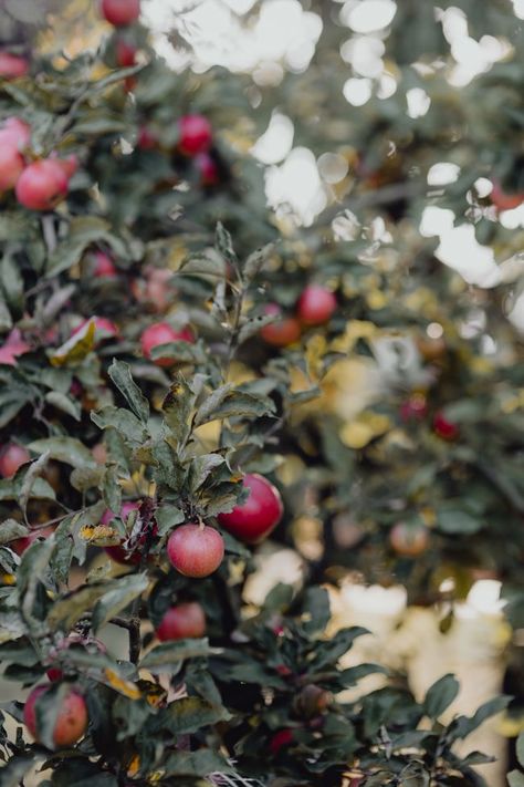 Red apples on a tree in the garden Apple Farm, Stacked Pumpkins, Fall Apples, Hello Lovely, 수채화 그림, Apple Orchard, Harvest Festival, Autumn Beauty, Wallpaper Free Download