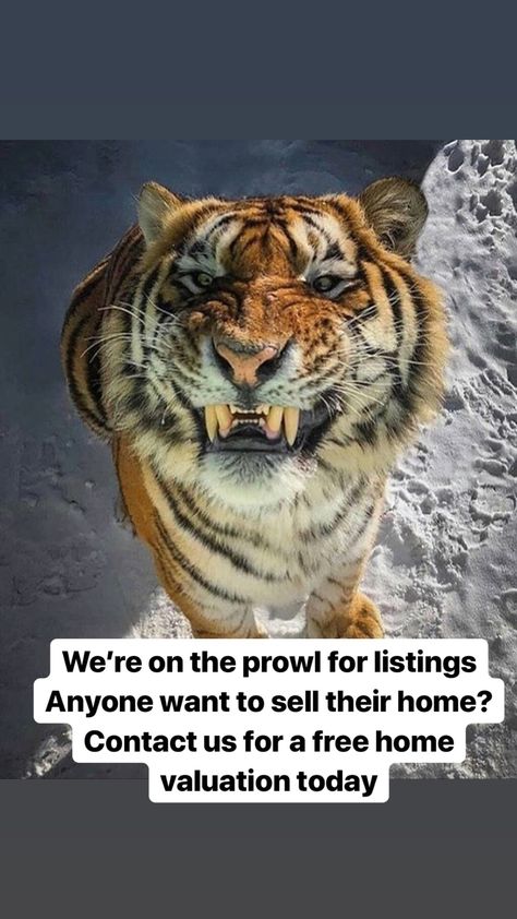 Wanna sell your home? Contact us today Tiger Pictures, Animal Illustrations, Tiger Art, Pretty Animals, Majestic Animals, Silly Animals, A Tiger, Cute Wild Animals, Big Cat