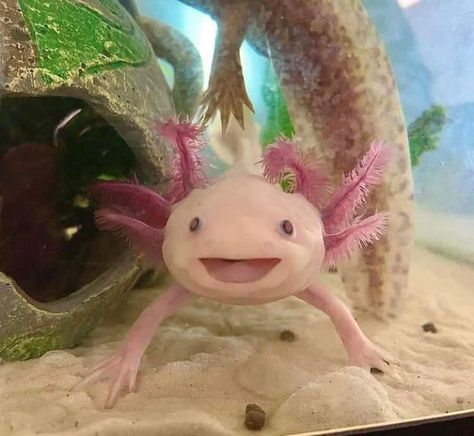 Axotl Cute, Axolotl Photo, Aesthetic Axolotl, Axolotl Aesthetic, Axolotl Oc, Axolotl Pictures, Axolotl Wallpaper, Axolotl Tattoo, Axolotl Cute