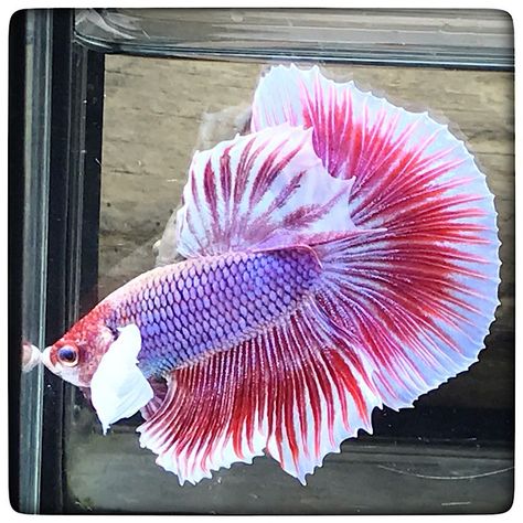 AquaBid.com - Item # fwbettashm1684047494 - (DUMBO BLOOD) PINK VIOLET 5179 - Ends: Sun May 14 2023 - 01:58:14 AM CDT Halfmoon Betta, Auction Items, Betta Fish, Violet, Auction, Fish, Sun, Pink