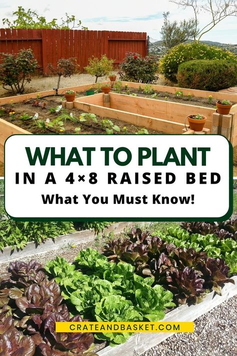 Raised Box Garden Ideas, Box Garden Layout, 8ft Raised Garden Bed, How To Plant In A Raised Garden Bed, Best Size For Raised Garden Beds, Planting Beets Raised Beds, 4 Raised Garden Beds Layout, Raised Beds Garden Layout, Simple Raised Bed Garden