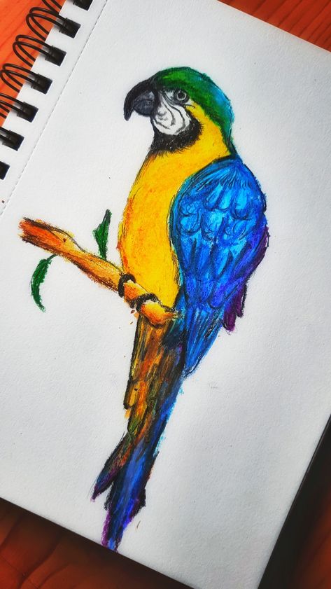 Bird Drawings Oil Pastels, Parrot Oil Pastel, Beautiful Bird Drawing, Bird Pastel Drawing, Name Art Painting, Oil Pastel Bird Drawing, Best Oil Pastel Drawings, Oilpastel Drawing Pastel Art, Oil Pastel Bird