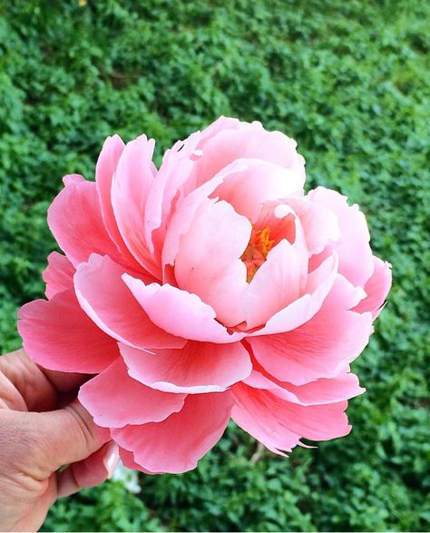 Real Peony Flower, Pictures Of Peonies Flowers, Peony Pictures Photography, Peony Flower Reference, Japanese Flowers Photography, Pictures Of Peonies, Peony Reference Photo, Peonies Reference, Pioneses Flowers