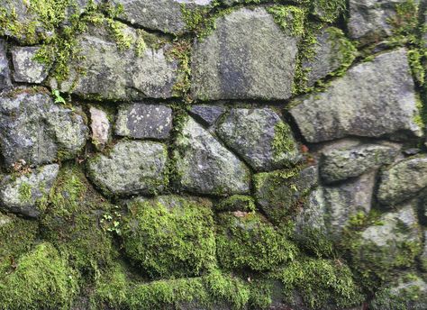 High Def Stone Wall Moss Growth Texture Moss Stone Wall, Mossy Brick Wall, Old Stone Wall Texture, Moss On Stone, Rock Wall Texture, Stone With Moss, Texture Plant, Textures Reference, Forest Texture